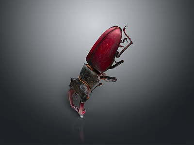 Shiny Red And Black Beetle With Large Pincers Displayed On Dark Background 3d model