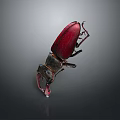 Shiny Red And Black Beetle With Large Pincers Displayed On Dark Background
