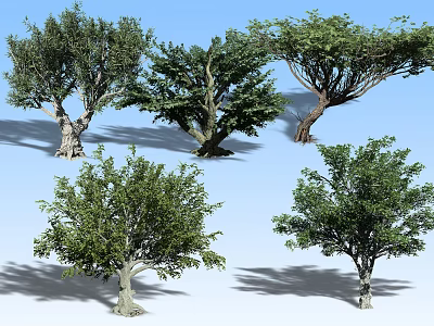Arbor Trees with Lush Green Foliage Various Trunk Shapes Against Blue Sky 3d model