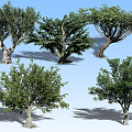 Modern Tree Landscape Tree 3d model