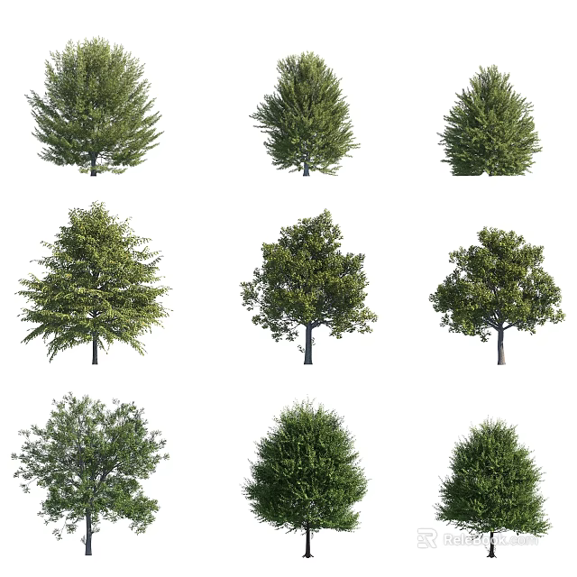 Various Arbor Tree Species with Diverse Foliage Shapes and Sizes 3d model 
