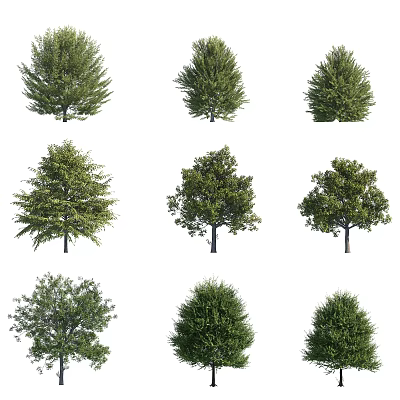Various Arbor Tree Species with Diverse Foliage Shapes and Sizes 3d model
