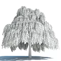 Graceful Weeping Willow Tree with Long Hanging Branches and Lush Green Foliage