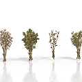 Four Bunches of Various Types of Plants Tied Together on White Background with Reflections