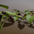 Lush Green and Brown Plant Leaves With Large Visible Veins and Shadows on Brown Background