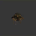 Detailed Cicada With Transparent Brown Textured Wings And Segmented Body On Dark Background