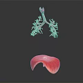 Medical Device 3D Anatomical Lung and Liver Teaching Model for Medical Education