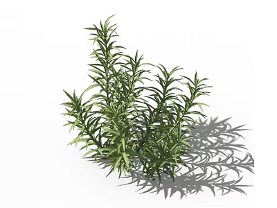 Green Leafy Plant With Slender Fresh Leaves And Natural Shadow On White Background 3d model