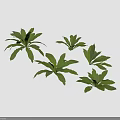 Birds And Nest Fern Perennial Ornamental Plant With Lush Green Leaves