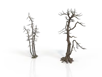 Two Dry Leafless Trees with Bare Branches on White Background and Reflections 3d model