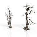 Two Dry Leafless Trees with Bare Branches on White Background and Reflections