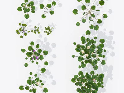 aquatic plant lotus 3d model