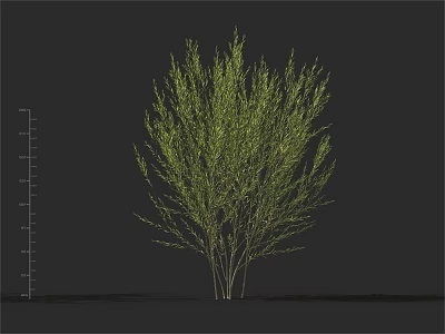 Green Leafy Shrub Plant With Height Measurement Scale Isolated On Dark Background 3d model