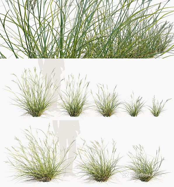 Green Grass Plants Of Various Sizes For Natural Garden Decoration And Landscaping 3d model 