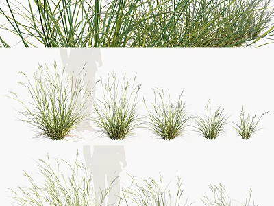 Green Grass Plants Of Various Sizes For Natural Garden Decoration And Landscaping 3d model