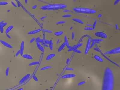 Rod Shaped Blue Bacteria Microscopic View With Long Filaments And Cells 3d model