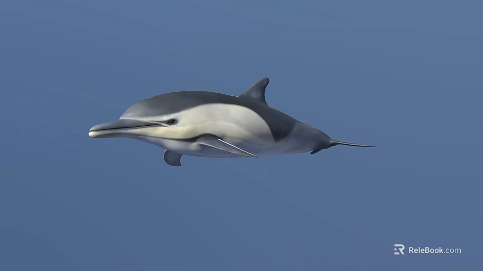 Gray And White Dolphin Swimming In Blue Ocean With Long Beak And Dorsal Fin 3d model 
