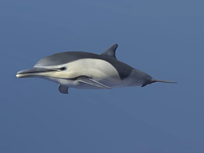 Gray And White Dolphin Swimming In Blue Ocean With Long Beak And Dorsal Fin 3d model