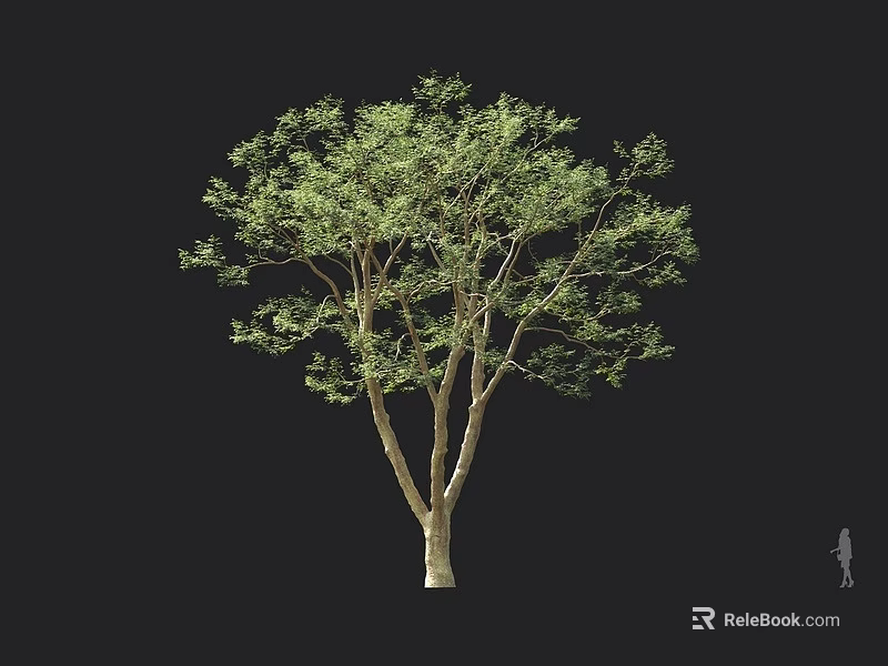 Tall Arbor Tree With Green Leaves Multiple Light Trunks Black Background And Human Figure 3d model