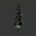 Three Evergreen Arbor Trees With Green Canopies And Brown Trunks On Gray Background