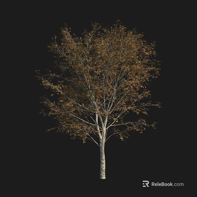 Tall Tree With White Trunk And Brown Leaves Against Black Background 3d model