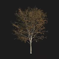 Tall Tree With White Trunk And Brown Leaves Against Black Background 3d model