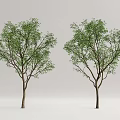 Modern Tree Landscape Tree 3d model