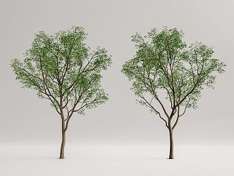 Modern Tree Landscape Tree 3d model