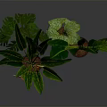 Tropical Potted Plants With Large Green Leaves And Orange Flowers In Brown Pots