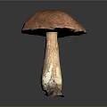 Fresh Edible Mushroom With Red Cap And Brown Stem On Dark Background