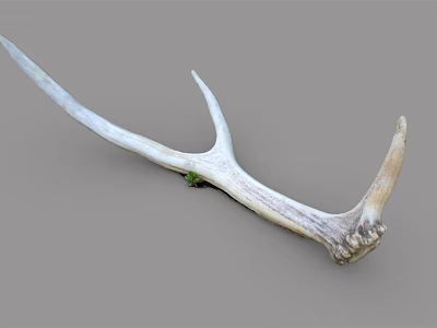 Rustic Natural Deer Antler Animal Wall Decor for Home Decoration 3d model