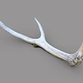 Rustic Natural Deer Antler Animal Wall Decor for Home Decoration