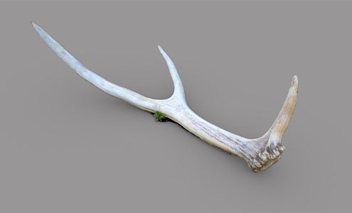 modern antlers antler 3d model