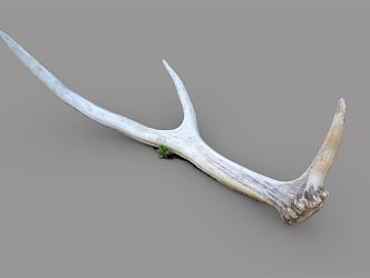 modern antlers antler 3d model