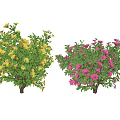 Two Vibrant Flowering Shrubs With Yellow And Pink Blooms And Lush Green Foliage