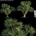Decorative Tree Ornament Set With Various Styles And Green Foliage For Home Decor