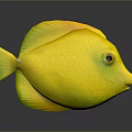 Bright Yellow Fish with Green Edged Tail and Eye Area on Grey Background with Reflection