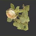 Beautiful Pink Rose Plant With Fresh Green Leaves On Gray Background Reflection