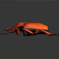 Vibrant Red Beetle With Black Head And Legs On Dark Background