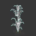 Vibrant Corn Plant With Green Leaves And Ripe Ears On Tall Stalk