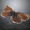 Brown Butterfly With White Edged Wings Displaying Shiny Texture On Dark Background