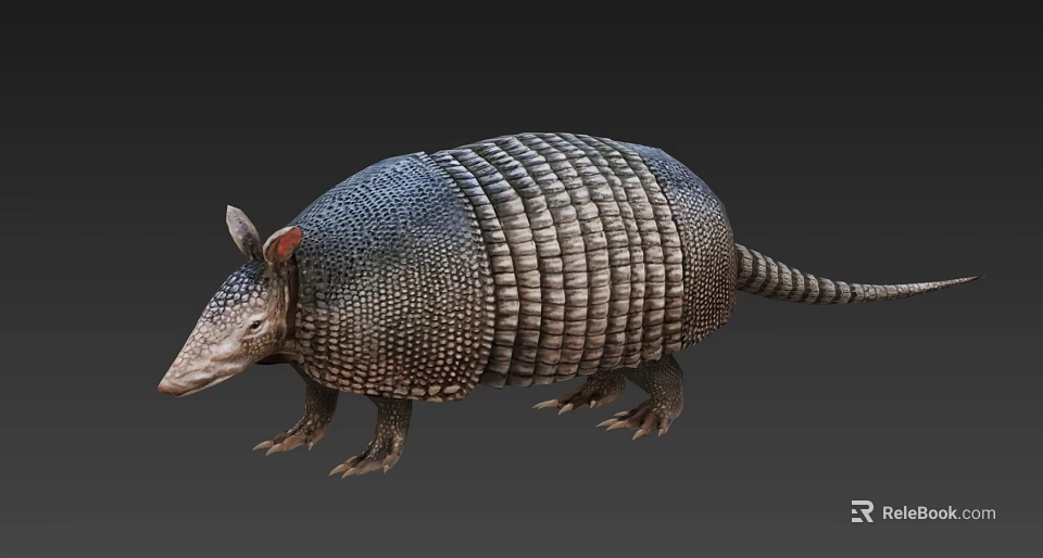 Realistic Armadillo Walking With Scaly Bony Shell And Long Tail 3d model