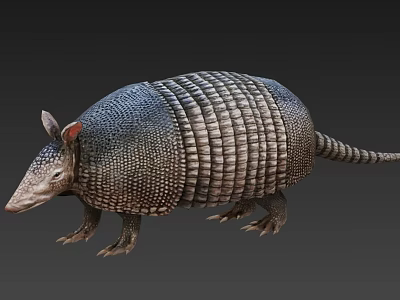 Realistic Armadillo Walking With Scaly Bony Shell And Long Tail 3d model