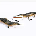 Aquatic Animals Gavial Models Featuring Adult And Baby Specimens On White