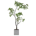 Bonsai Plant With Slender Trunk Lush Green Leaves In Square Concrete Pot Indoor Decor