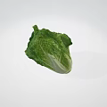 Fresh Green Leafy Lettuce Healthy Organic Vegetable Perfect For Salads And Meals