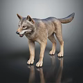Realistic Wolf Model Standing On Black Background With Clear Reflection 3d model