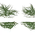 Modern Vine 3d model