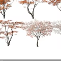 Orange Red Leaf Trees with Slender Trunks on White Background Displayed from Multiple Angles 3d model