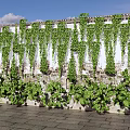 Vines Covering White And Stone Wall With Green Leaves Under Blue Sky And Clouds